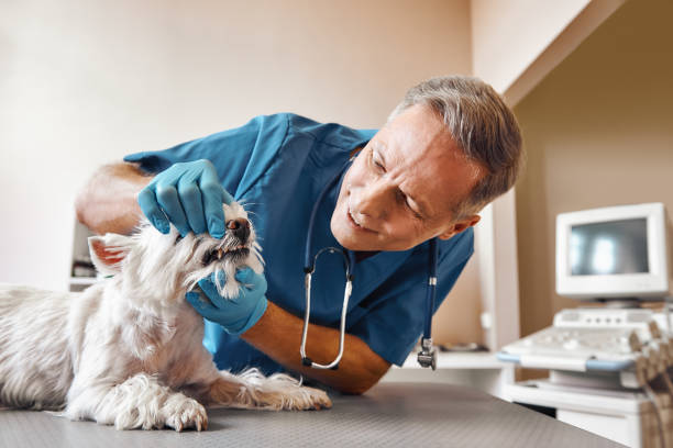 Best Emergency Dentist for Special Needs Patients in Amelia Court House, VA